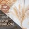 Tall Pampas Grass 10PCS Boho Decor Natural Home Decor(Beige,natural)